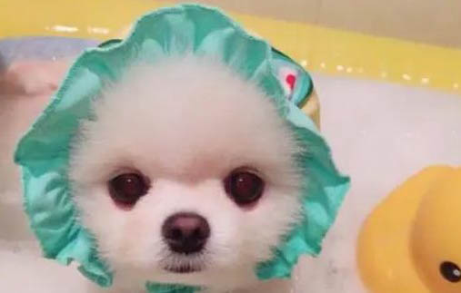 狗狗以前不撕尿墊現在撕