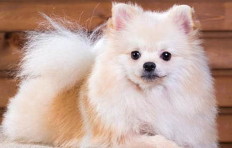 純種博美犬的特征