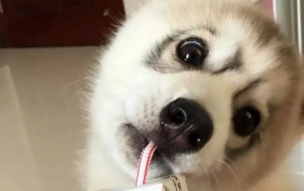 兩個月大的小狗一直叫是怎么回事