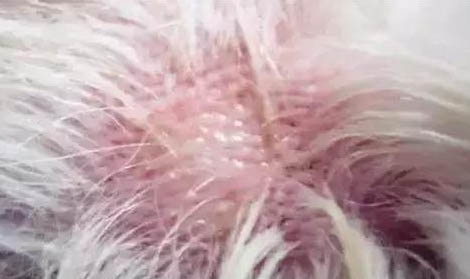 狗狗聽了會舒服的音樂