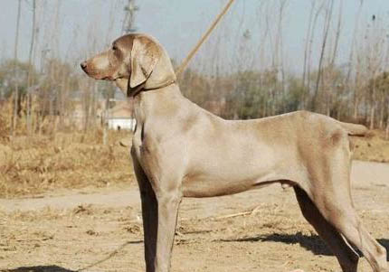 尋血獵犬坐著睡覺的原因