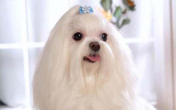 棉花面紗犬哪里有賣