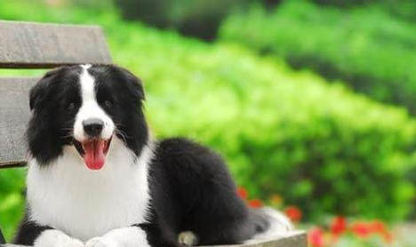 狗狗一直想吐吐不出來是什么原因