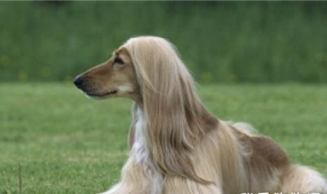 博伊金獵犬口臭怎么回事