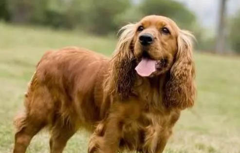 可卡犬什么時候出土可卡犬為什么沒人養(yǎng)