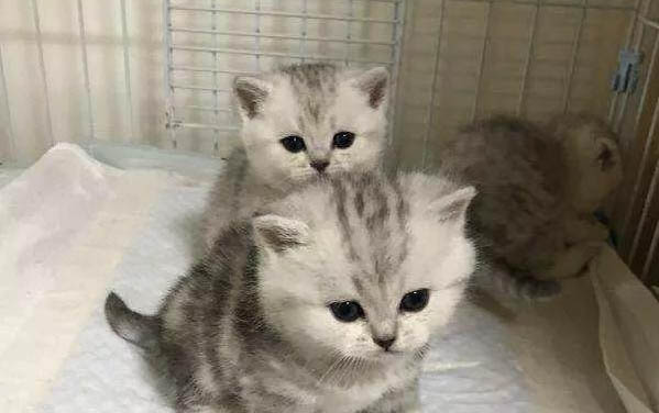 怎么給貓吃蔬菜