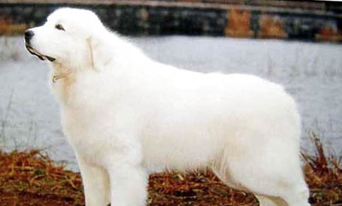 大型犬都有哪些?