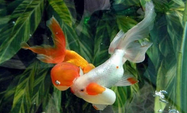 適合跟孔雀魚混養的魚有哪些