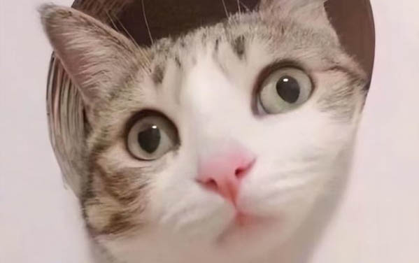 貓可以喝椰汁嗎?