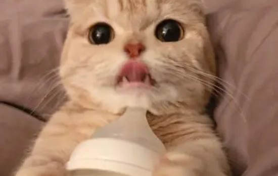 哪種貓不掉毛又好養呢？