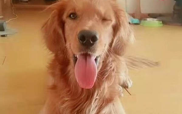 剛出生的小狗多久喂一次?