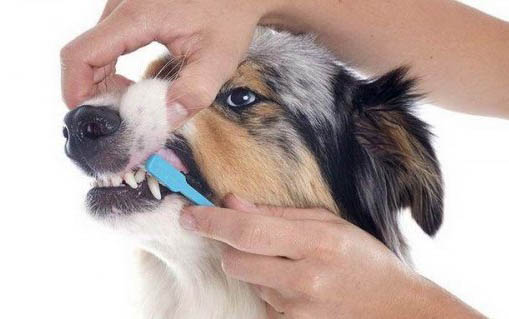 狗狗得狂犬病潛伏期是多久