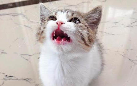 貓咪長貓癬了怎么辦??？
