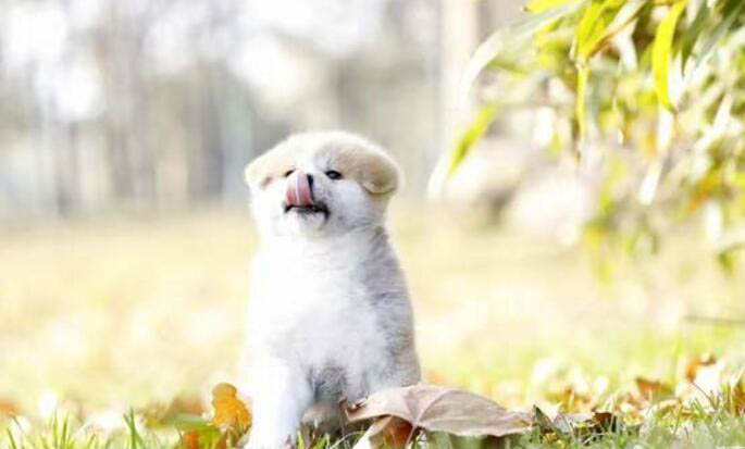 怎樣判斷幼犬是否健康