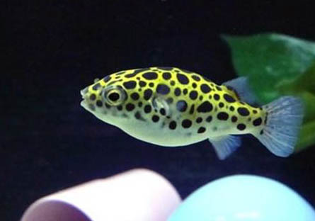 潛水艇魚(yú)能長(zhǎng)多大?