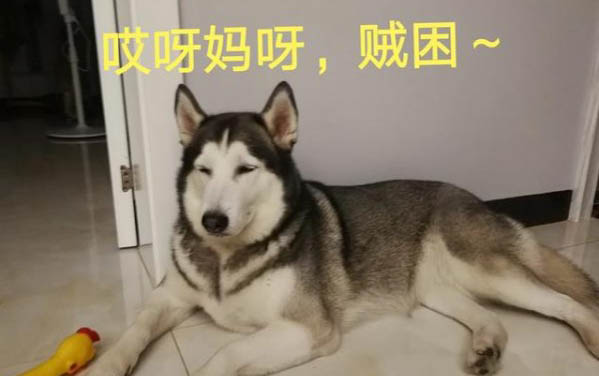 小狗可以吃諾氟沙星膠囊嗎?