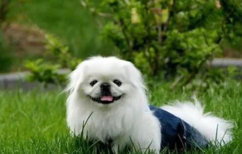 京巴犬好養嗎