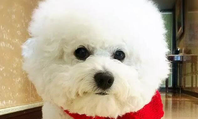 狗狗被人打了頭部后站不起來該怎么辦?