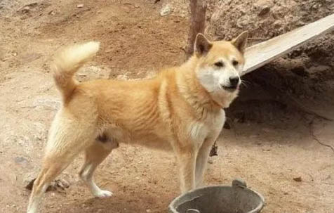 狗得了犬瘟能養多久