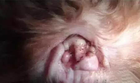 狗狗淚腺分泌物太多的原因