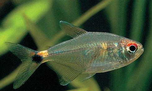 貓卡魚刺死會死嗎,有哪些癥狀?