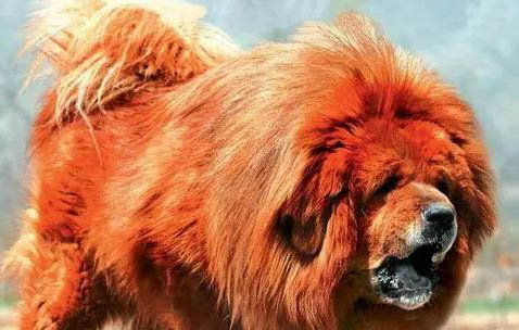 藏獒為什么不能當(dāng)警犬