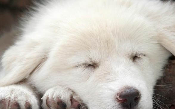 怎樣能摸出來狗狗發(fā)燒？