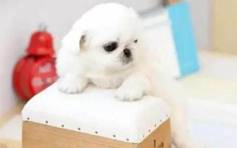 陌生大狗為什么要咬小狗?