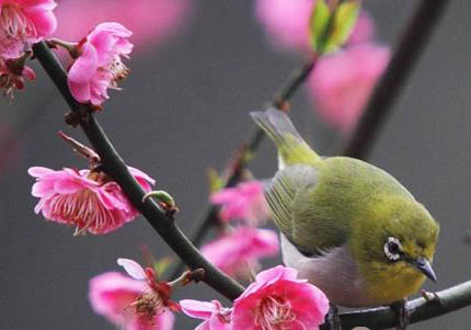 繡眼鳥平時要罩籠衣嗎?
