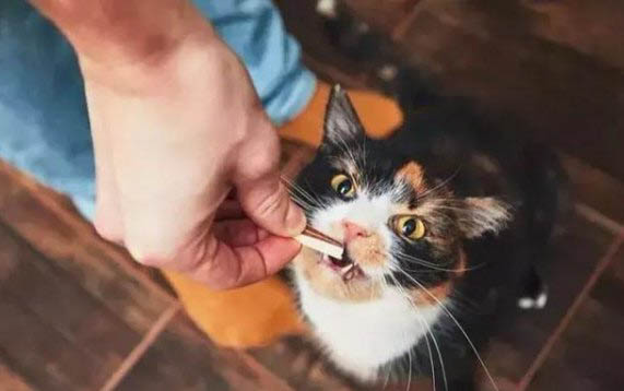 兩個月的貓多大圖片