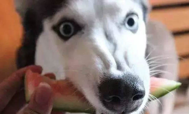 為什么狗狗可以吃雞蛋呢
