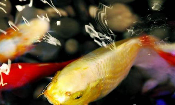 養(yǎng)魚怎么能讓水保持清澈