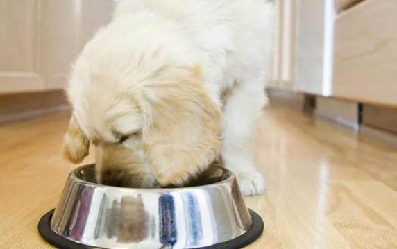 狗狗拉肚子要禁食多久