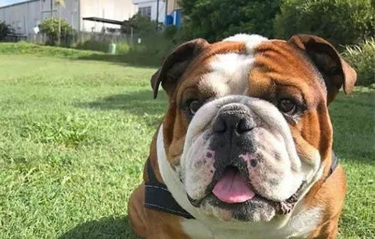 為什么冬天英國斗牛犬伸舌頭喘氣