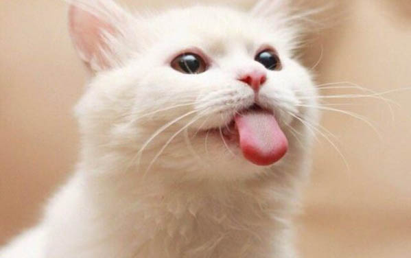 貓咪能吃火腿腸么?