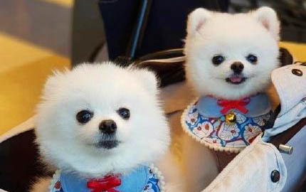 打防犬疫苗在哪里打