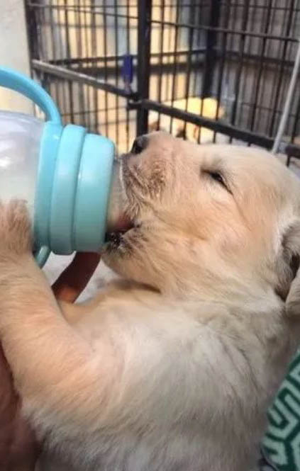 什么狗狗需要補鈣