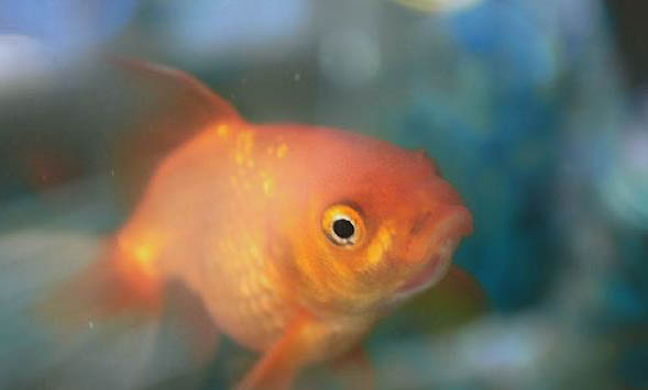 金魚(yú)冬天會(huì)凍死嗎