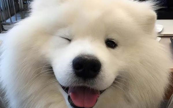 狗狗耳螨會自愈么