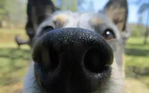 如何飼養法國斗牛犬
