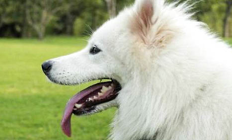 薩摩耶犬訓練教程