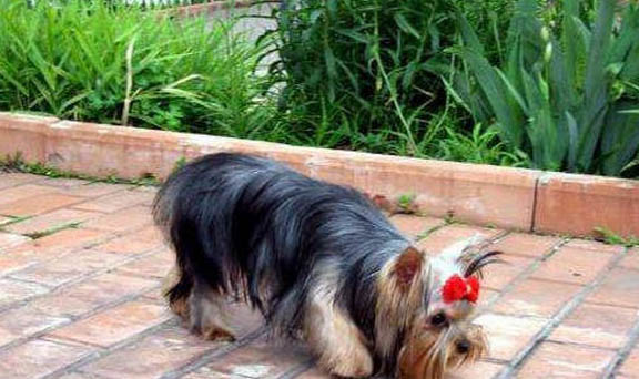 約克夏犬價(jià)格多少錢一只 圖片
