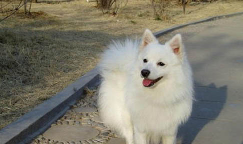 銀狐犬坐著睡覺的原因