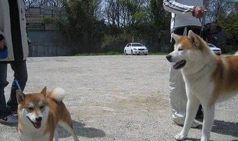 北京哪里賣柴犬