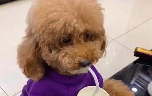 狗狗懷孕不能吃哪些東西