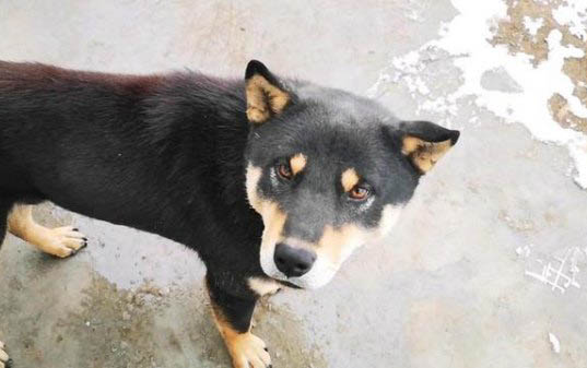 狗狗吃香蕉死了什么原因