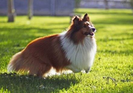 喜樂蒂牧羊犬老掉毛的原因及處理方法