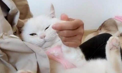 如何擼貓