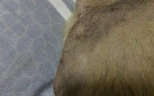 狗狗吃消炎藥有哪些呢