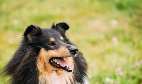 蘇格蘭牧羊犬產后十天可以洗澡嗎